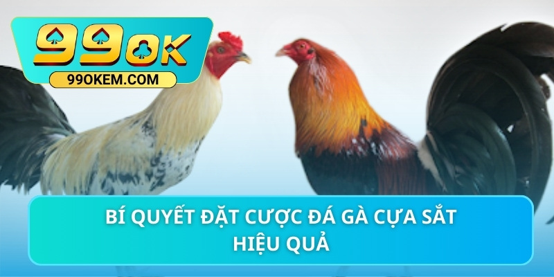 Bí quyết đặt cược đá gà cựa sắt hiệu quả