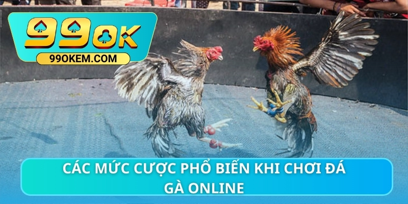 Các mức cược phổ biến khi chơi đá gà online