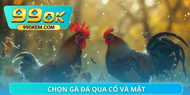 Chọn gà đá qua cổ và mặt