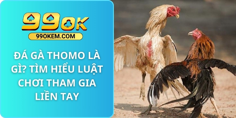 Đá Gà Thomo Là Gì? Tìm Hiểu luật chơi tham gia liền tay