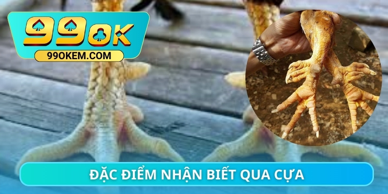 Đặc điểm nhận biết qua cựa